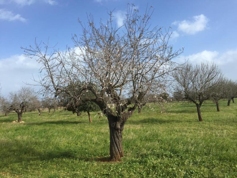 Ferienhaus Casa Yelmo Cala Mandia  Dış mekan fotoğraf